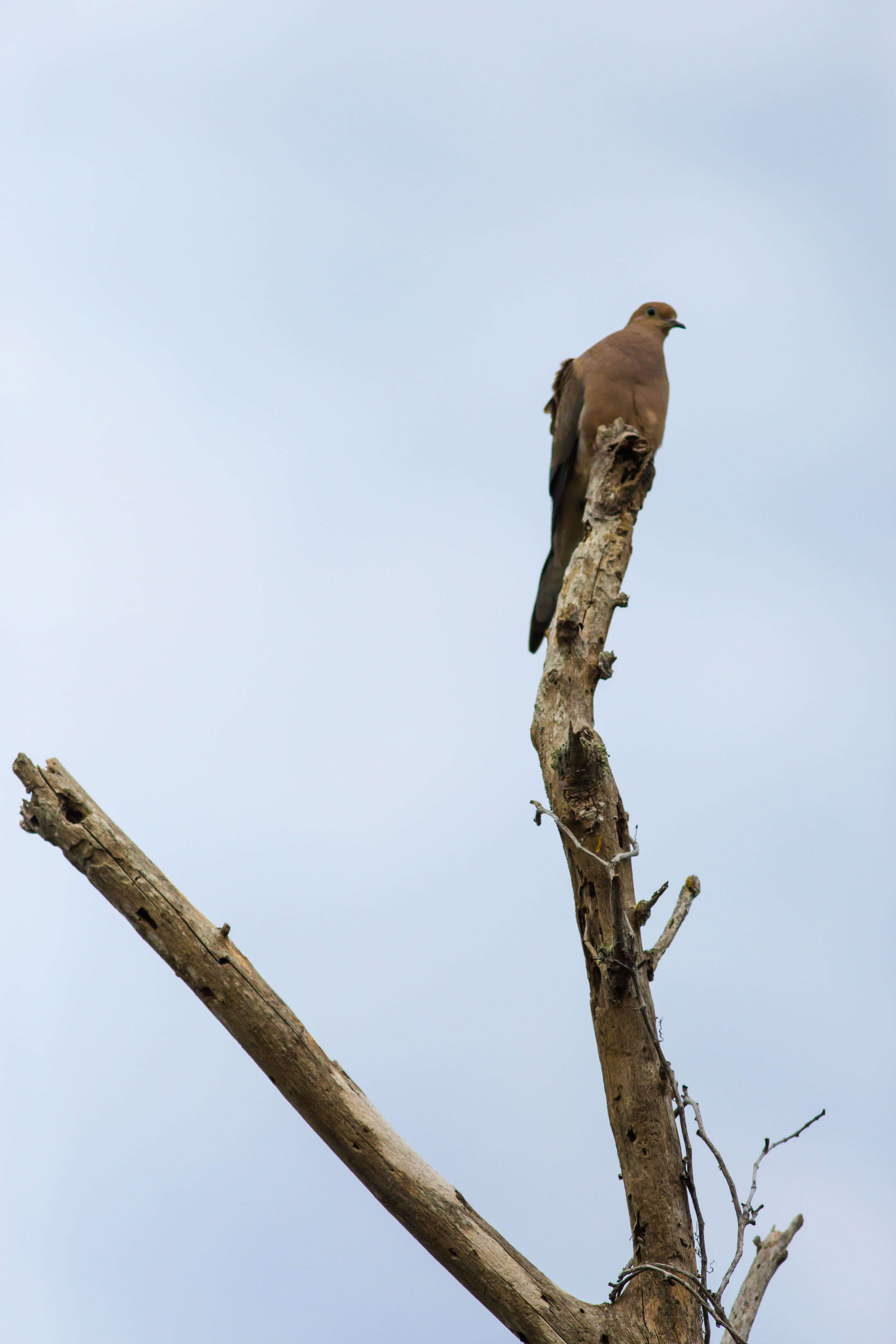 Image of American Mourning Dove