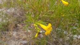 Image of Yellow bells