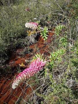 Image of Grevillea acanthifolia A. Cunn.