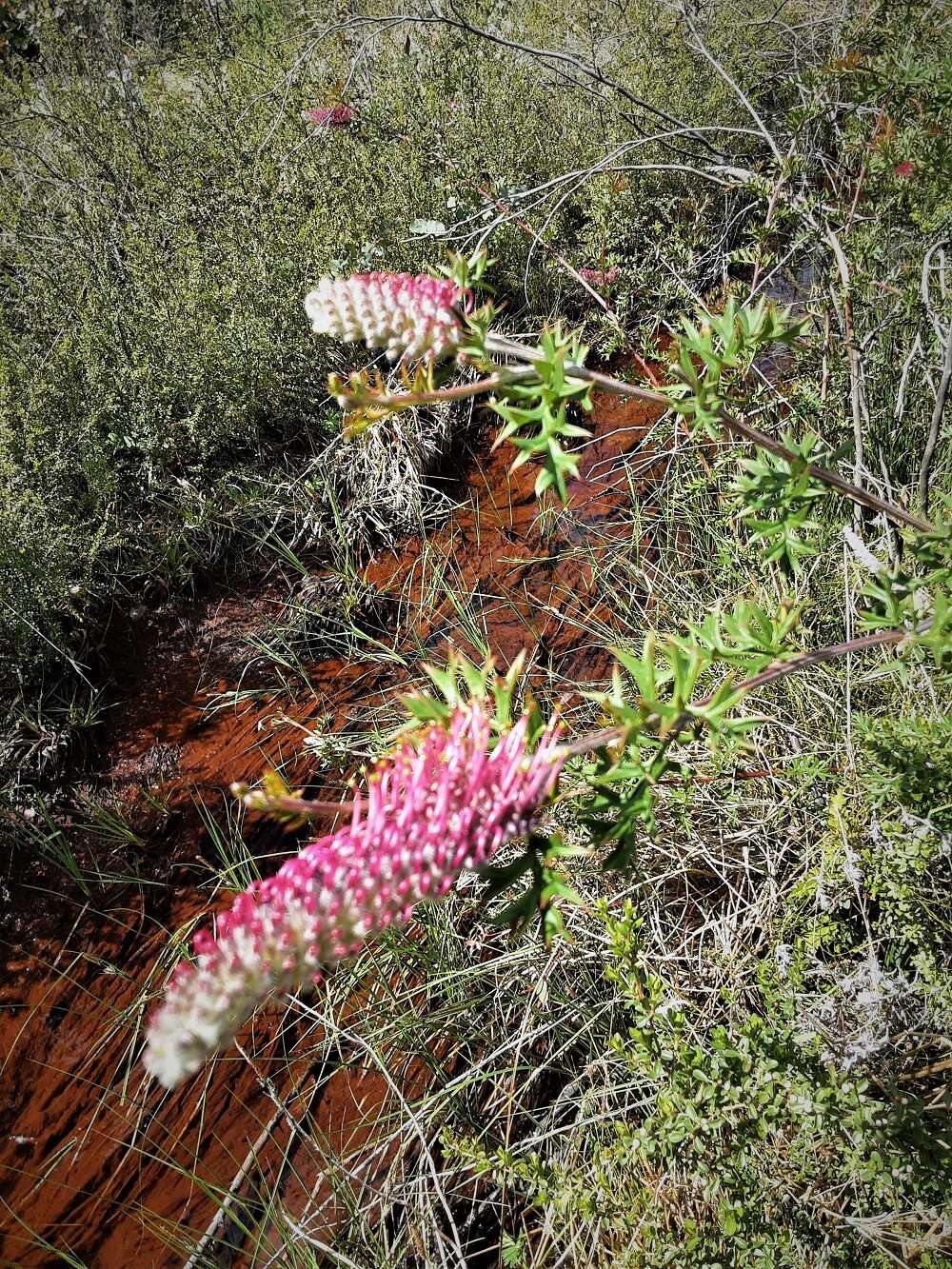 Image of Grevillea acanthifolia A. Cunn.