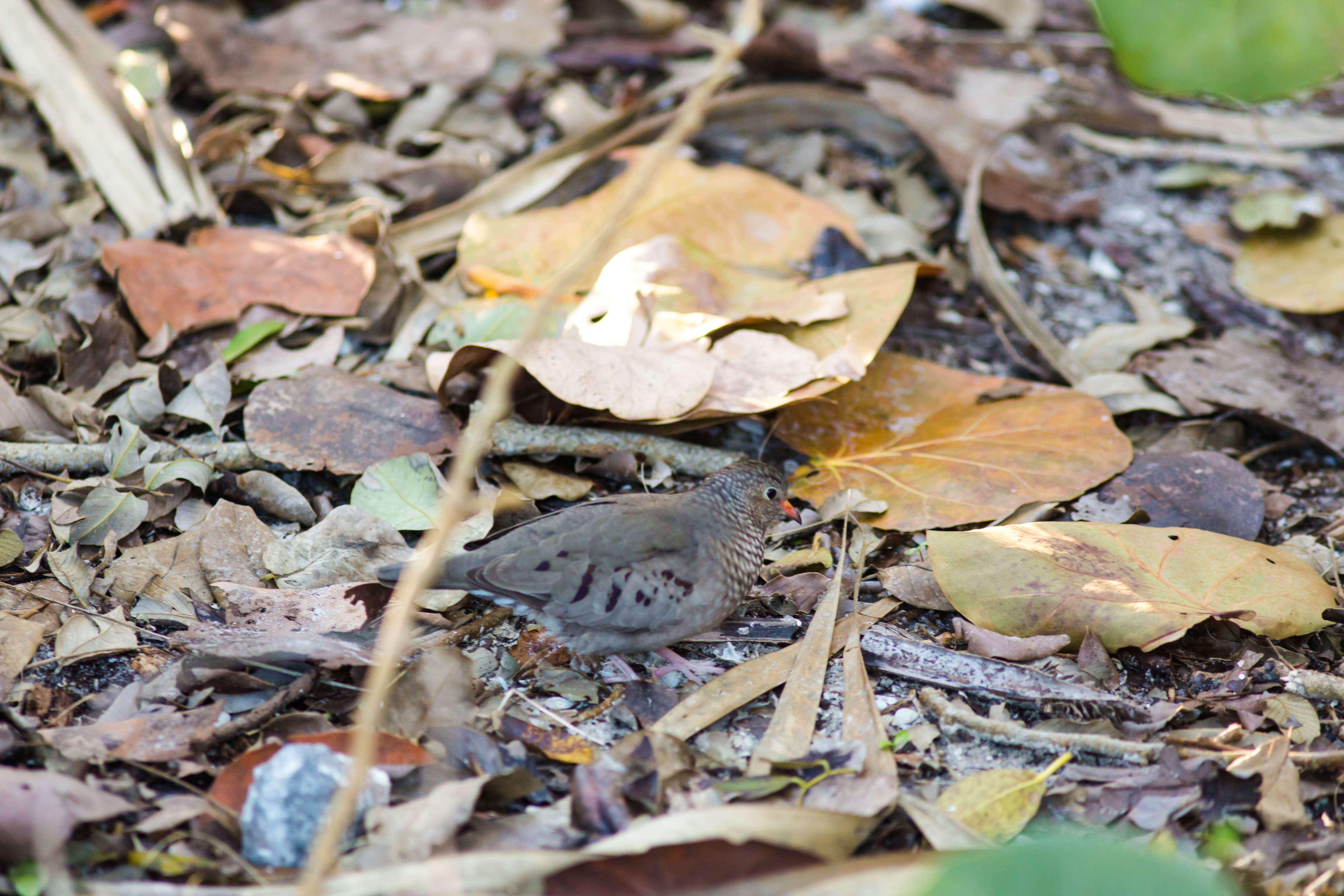 Image of Common Ground Dove