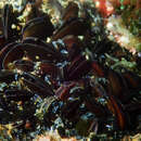 Image of black mussel