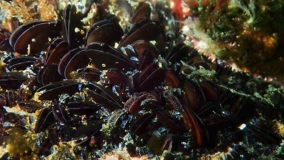 Image of black mussel