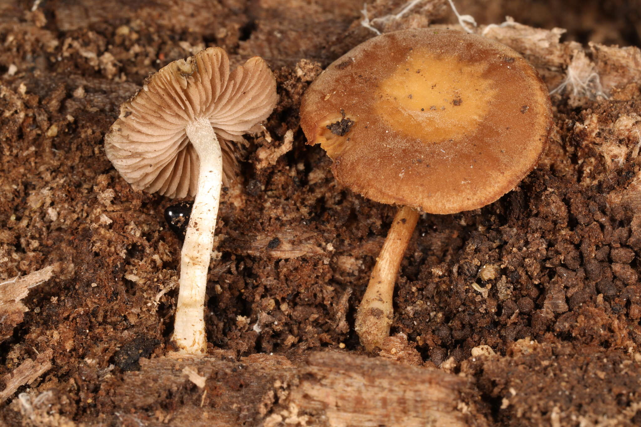 Image of Simocybe serrulata (Murrill) Singer 1962