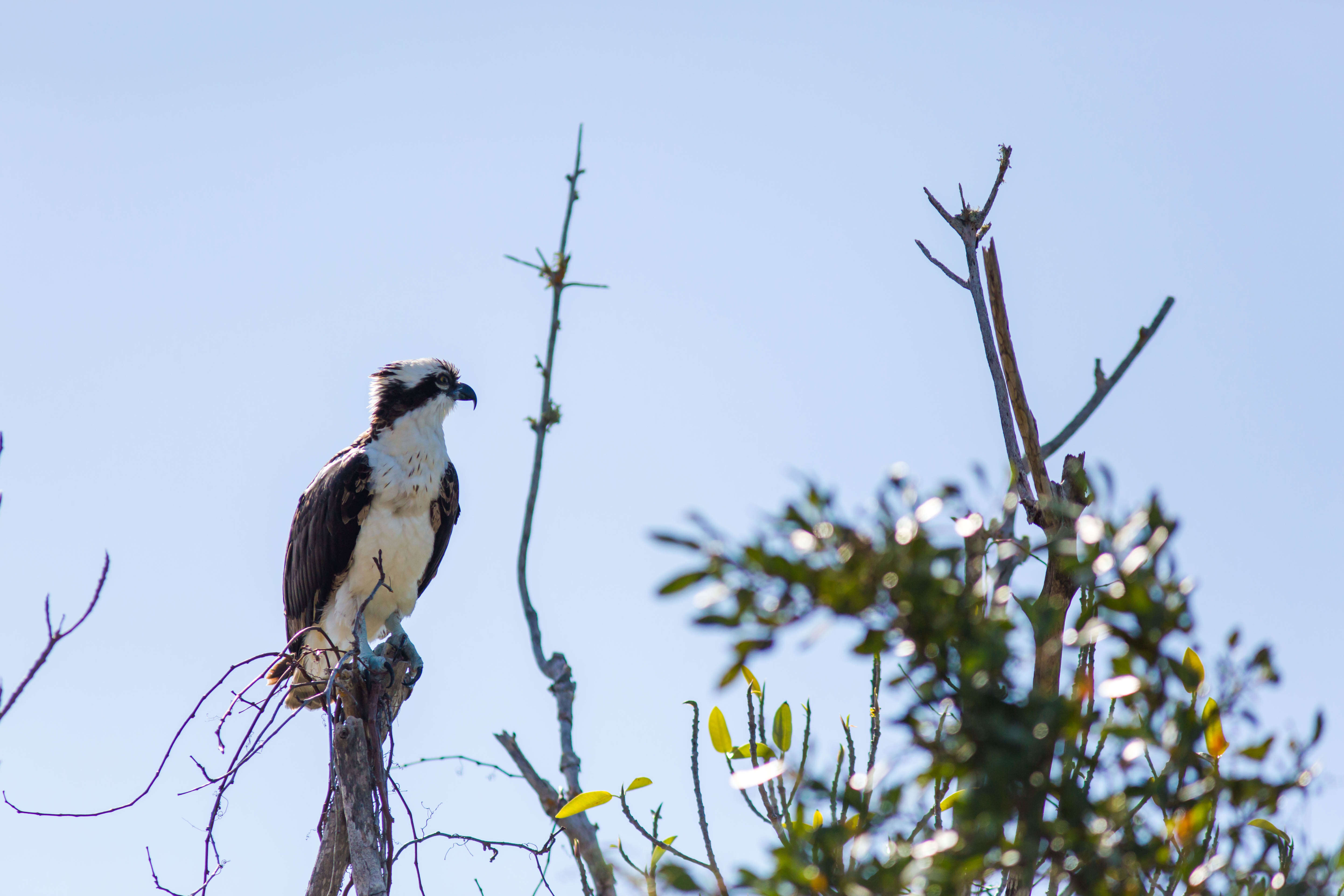 Image of ospreys