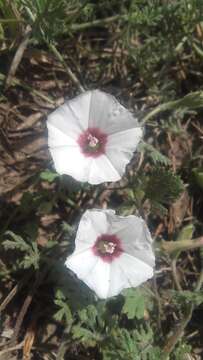 Image de Convolvulus laciniatus Desr.