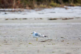 Image of Ring-billed Gull