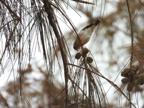 Image of White-rumped Seedeater