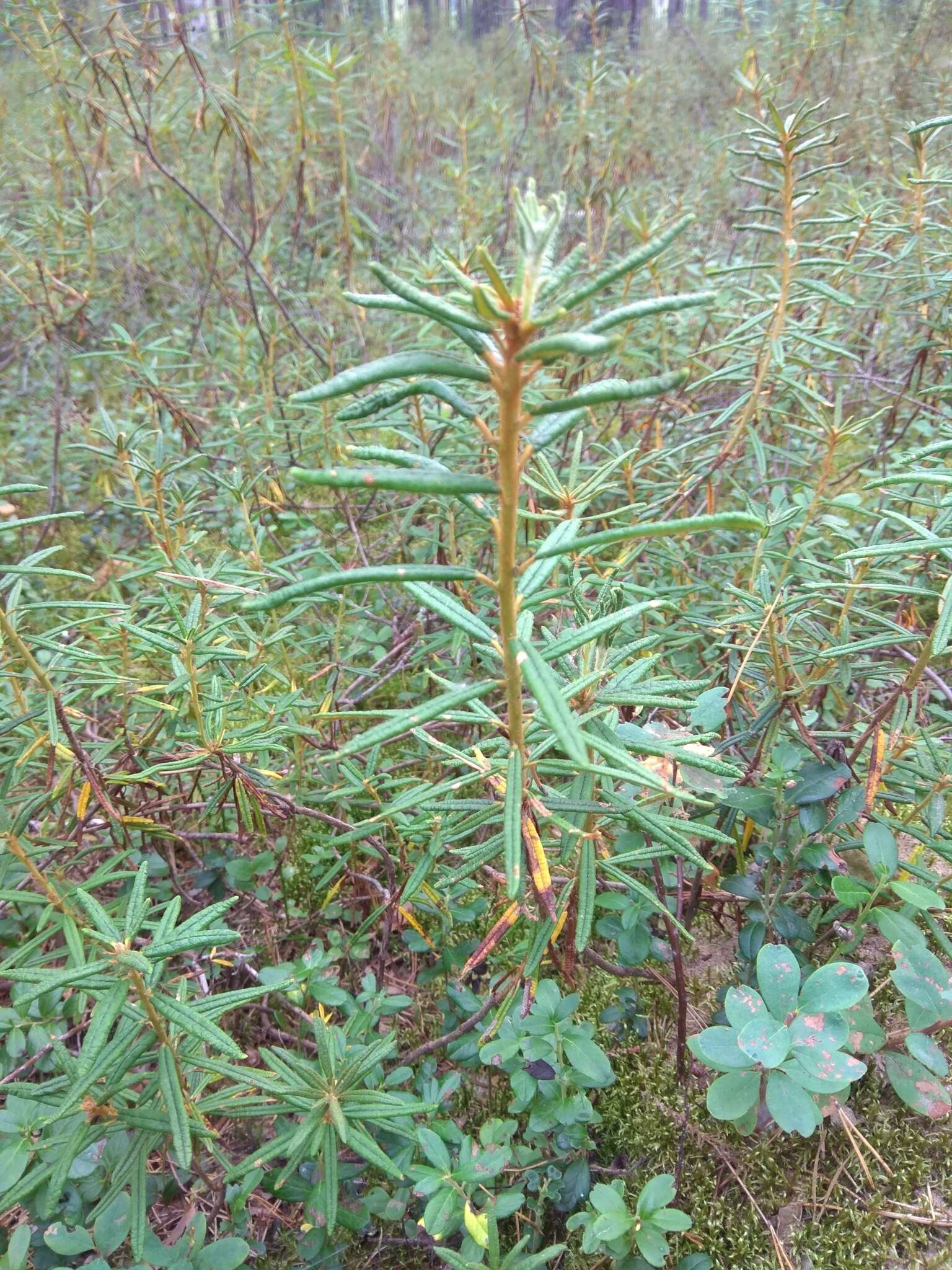 Imagem de Rhododendron tomentosum (Stokes) Harmaja