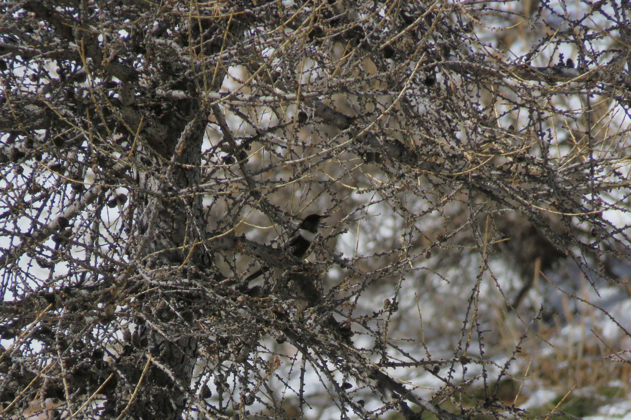 Image of Ring Ouzel