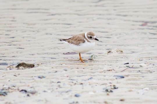 Image of Piping Plover