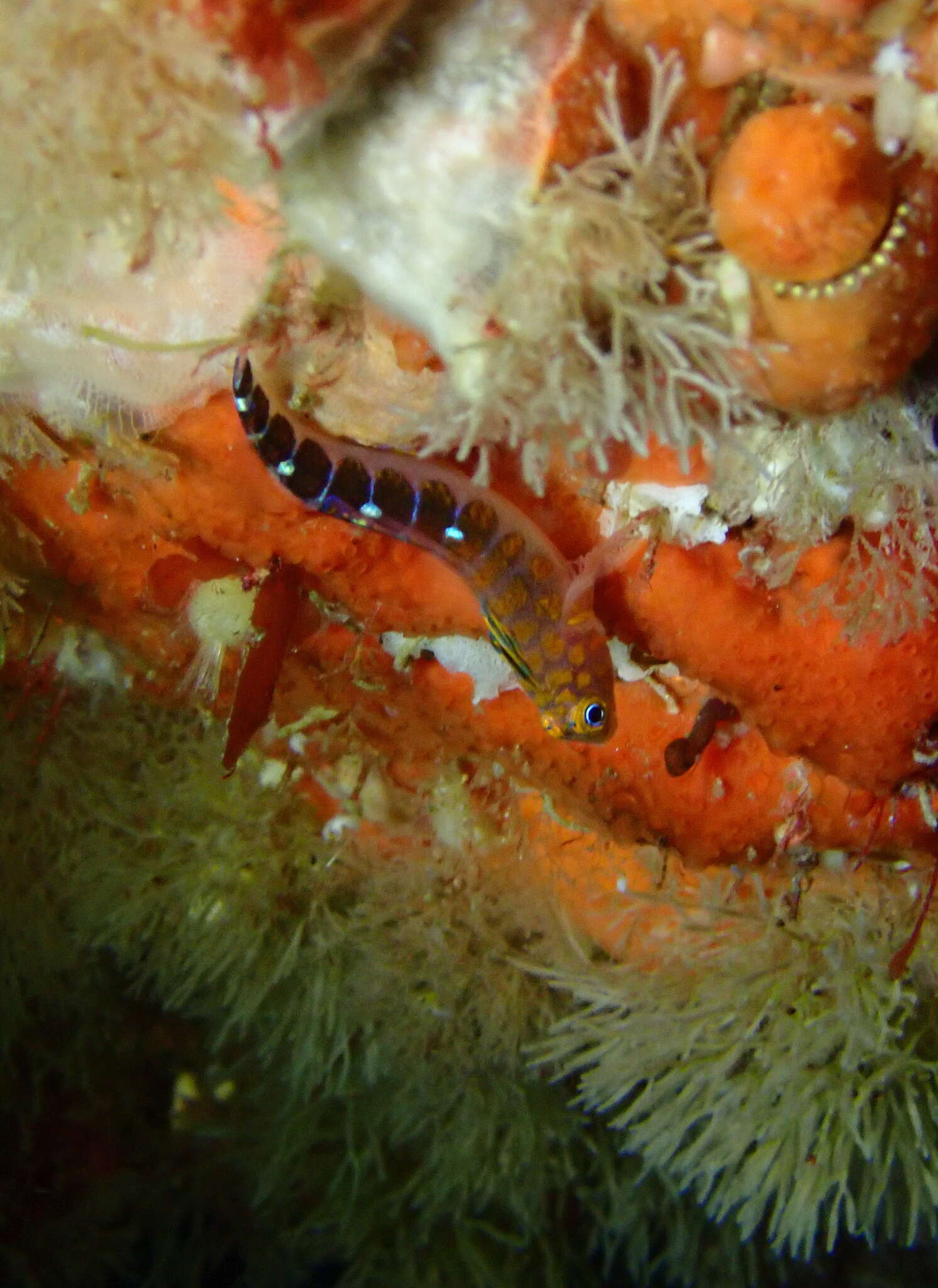 Image of Blue Dot Triplefin