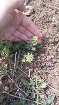 Слика од Alyssum hirsutum M. Bieb.