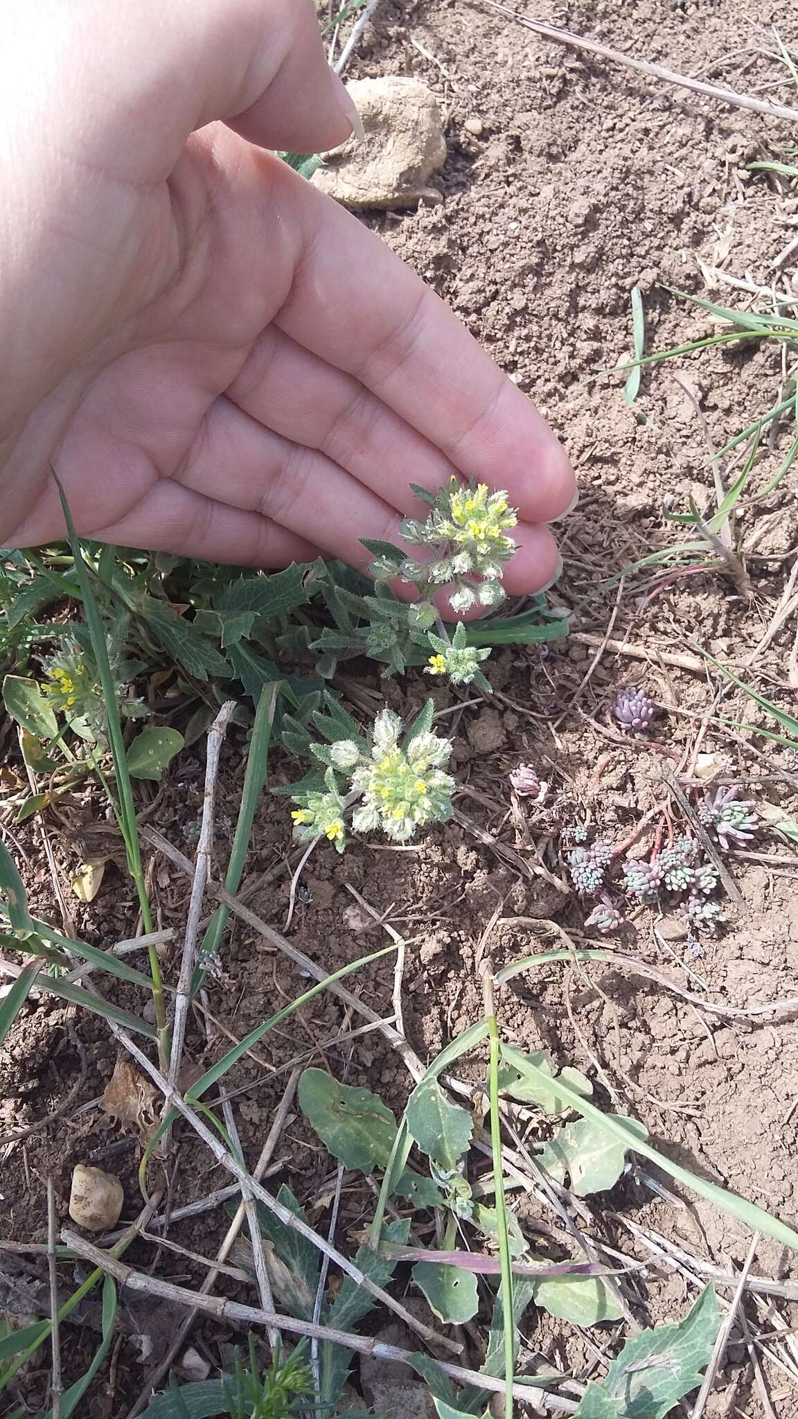 Image of Alyssum hirsutum M. Bieb.