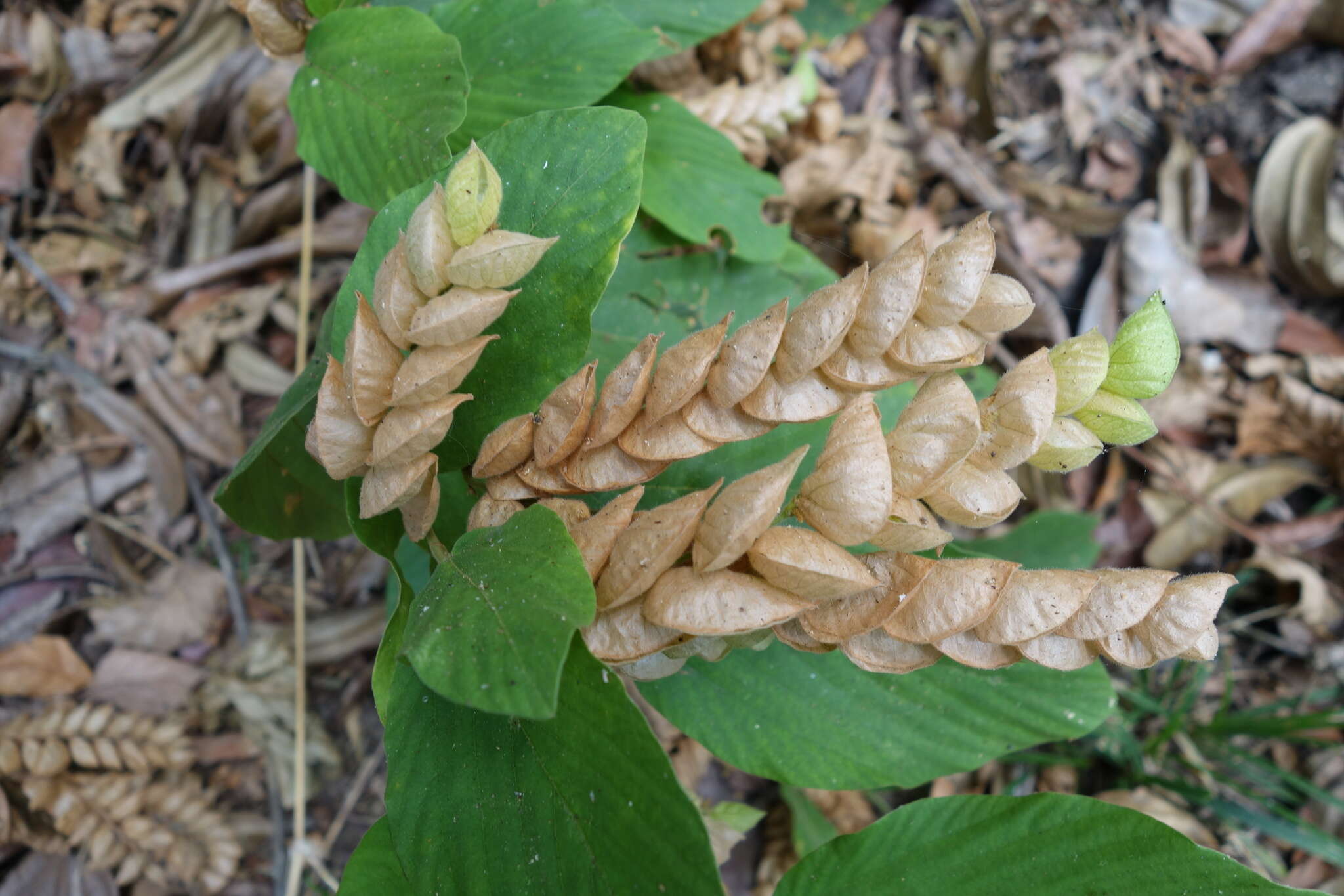 Слика од Flemingia strobilifera (L.) W. T. Aiton