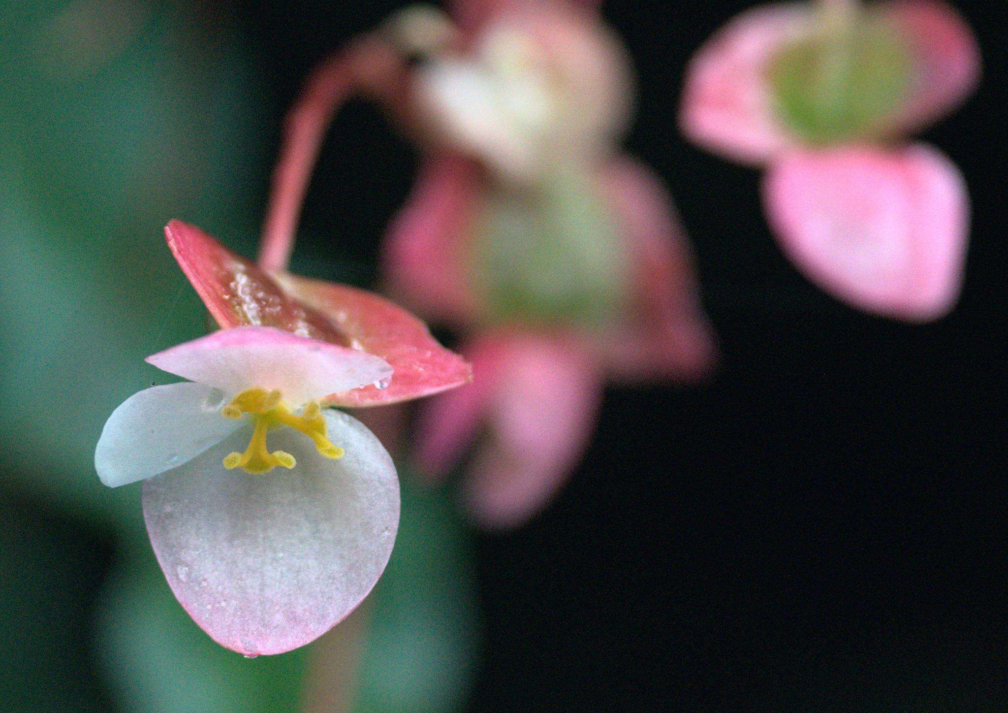 Слика од Begonia dioica Buch.-Ham. ex D. Don