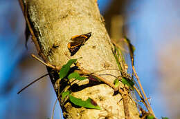 Imagem de Vanessa atalanta Linnaeus 1758