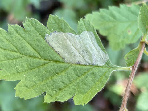 Phyllonorycter holodisci (Braun 1939) resmi