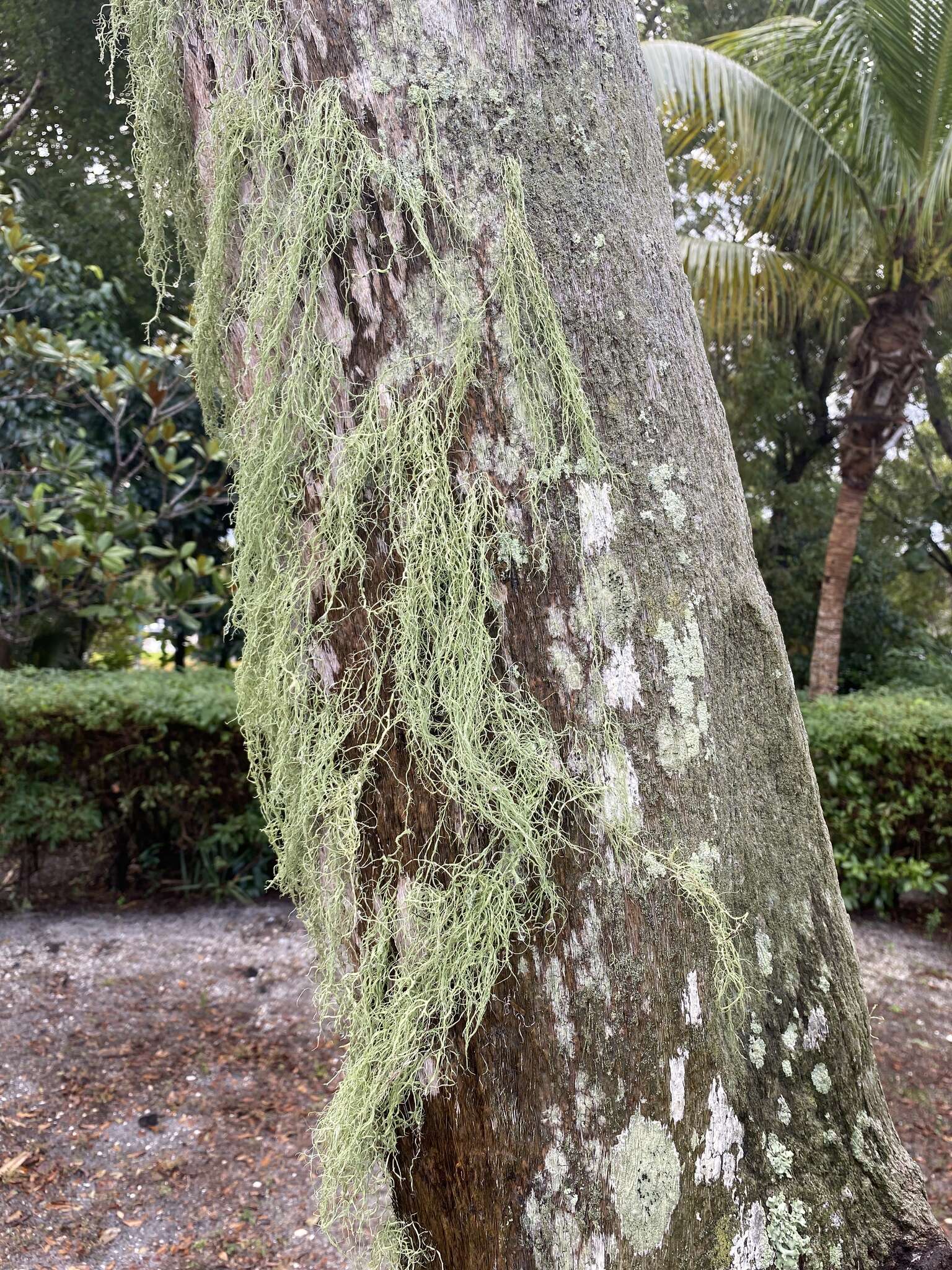 Image of cartilage lichen