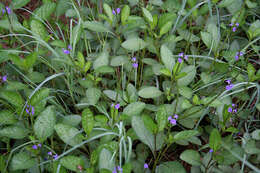 Image of light-blue snakeweed