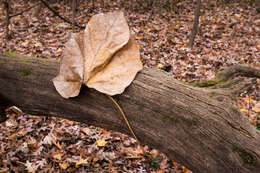 Image of Chinese parasoltree