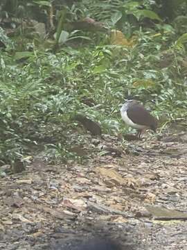 Image of Indigo-crowned Quail-Dove