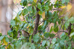 Image of Hermit Thrush