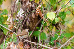 Image of Hermit Thrush