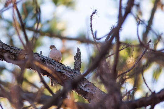 Image of American Mourning Dove