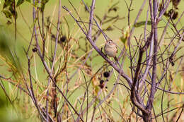 Image of Field Sparrow