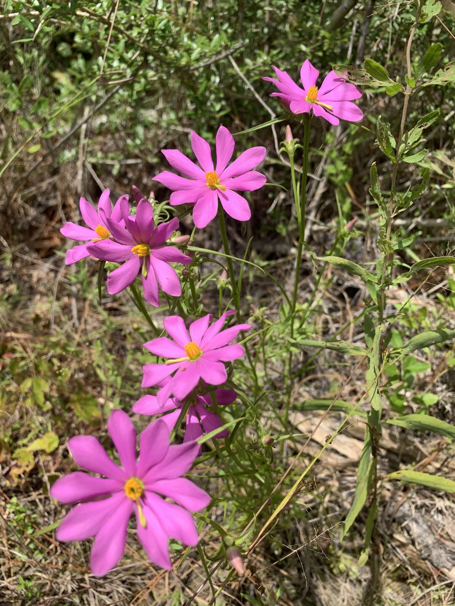 Image of Pinewoods Rose-Gentian