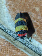 Image of Sphenorhina nigricephala Carvalho & Webb 2004