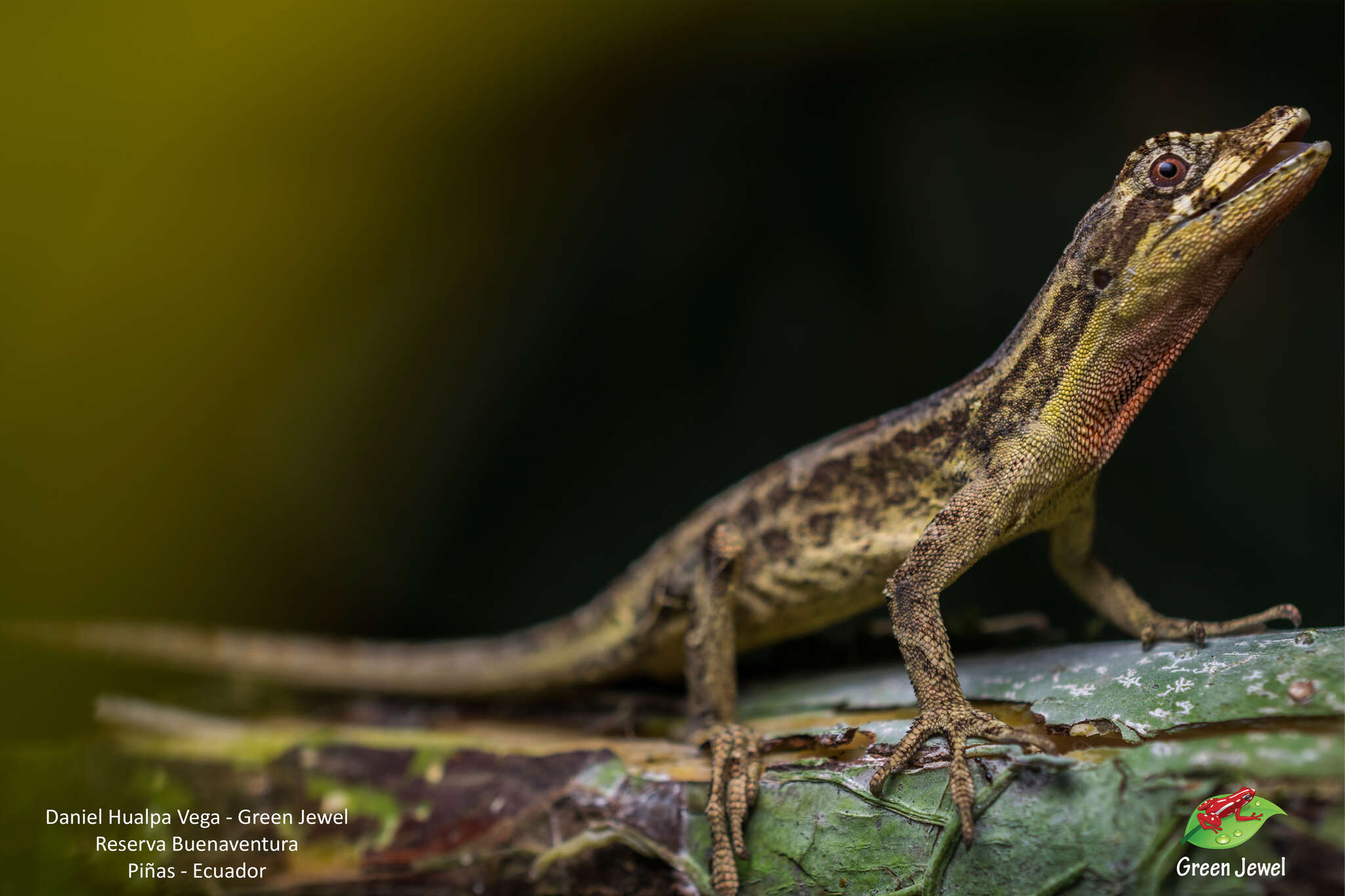 Image of Anolis lyra Poe, Velasco, Miyata & Williams 2009