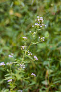 Plancia ëd Fleischmannia incarnata (Walt.) R. King & H. Rob.