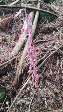 Image of Pacific coralroot