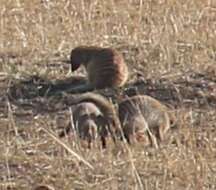 Image of Banded mongooses