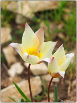 Image of Tulipa sylvestris subsp. primulina (Baker) Maire & Weiller
