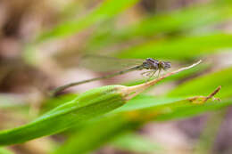 Image of Orange Bluet