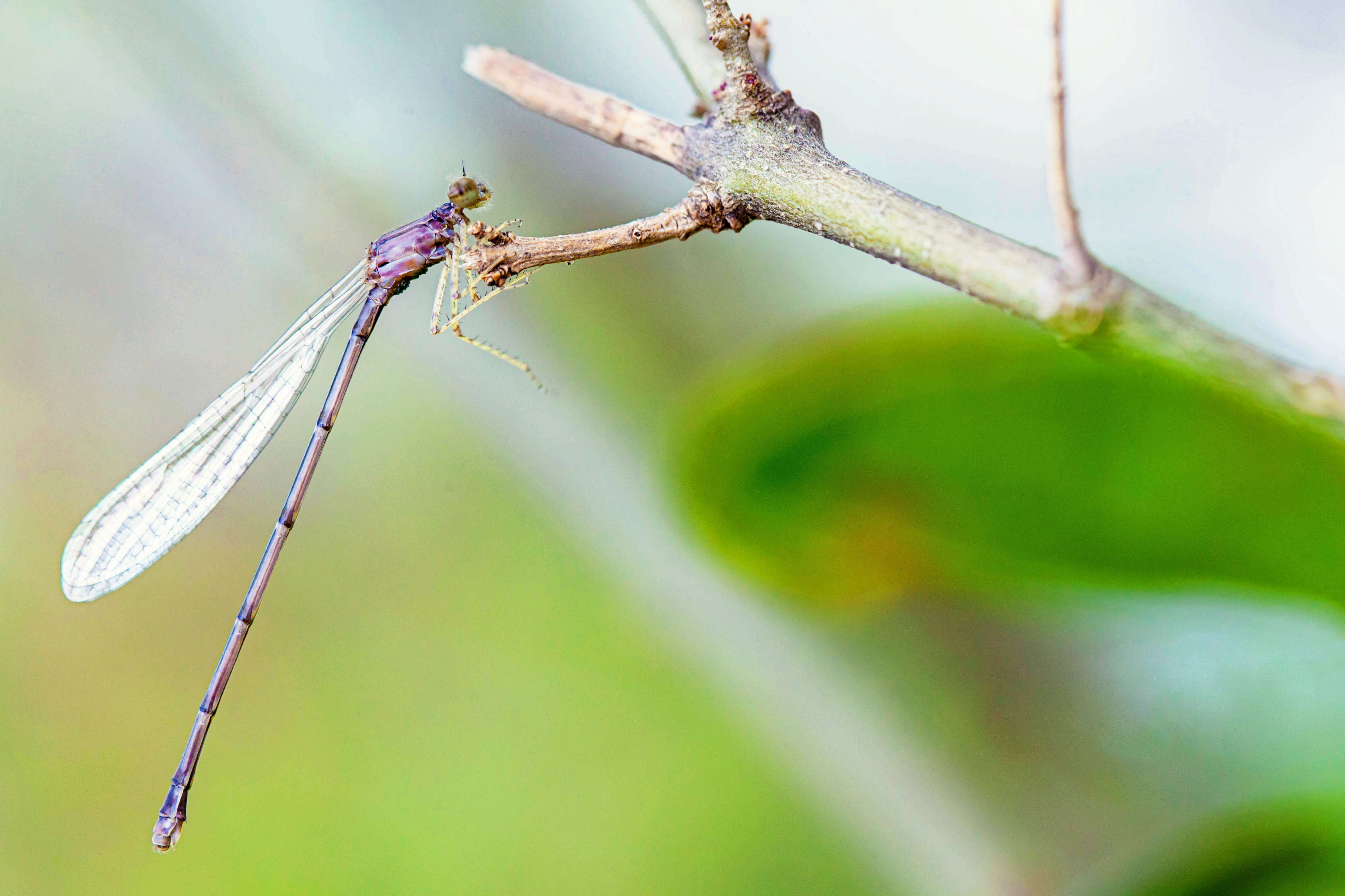 Image of Orange Bluet