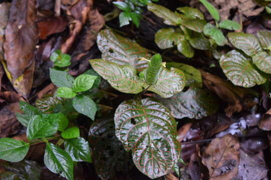 Fittonia albivenis (Lindl. ex Veitch) R. K. Brummitt resmi