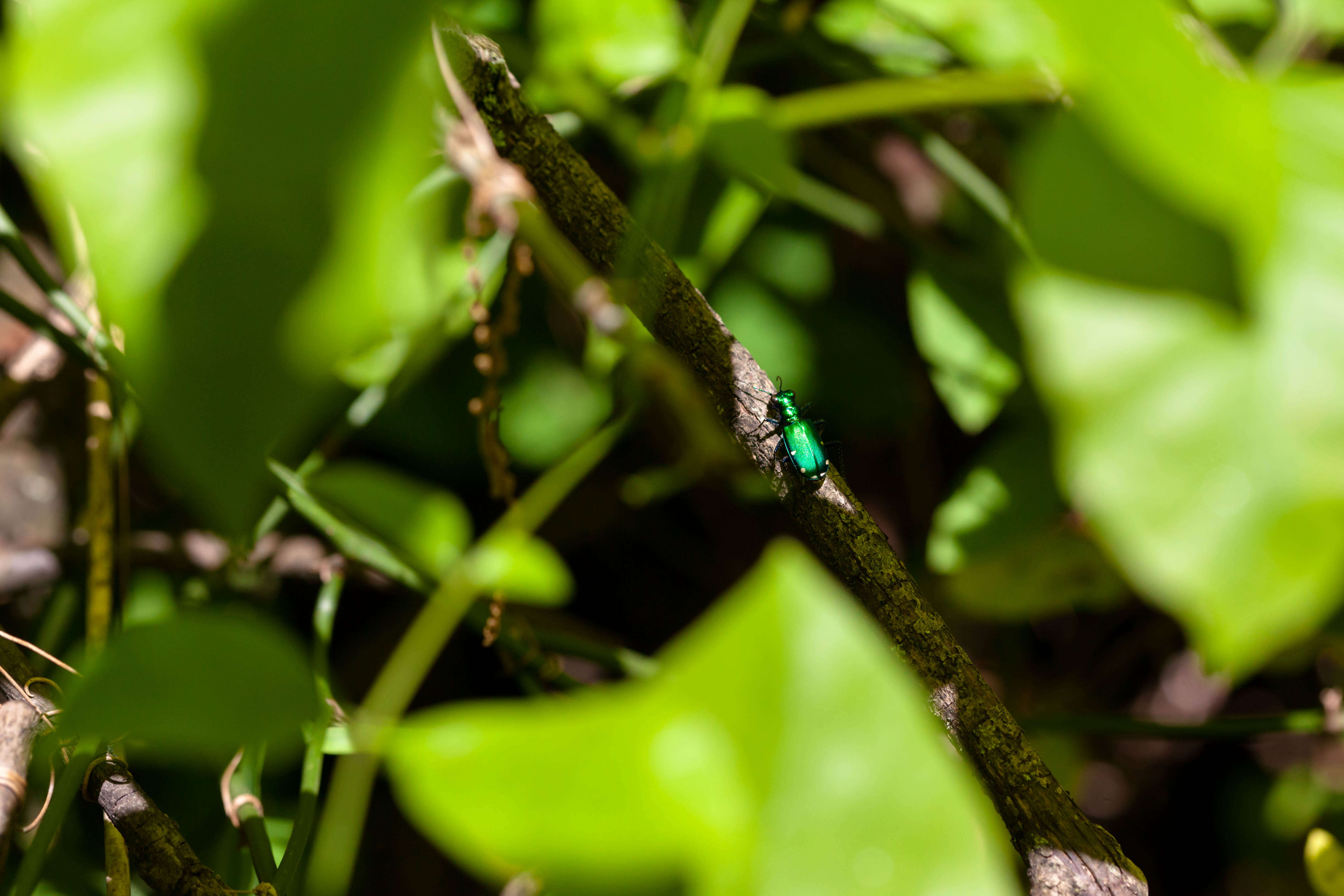 Imagem de Cicindela (Cicindela) sexguttata Fabricius 1775