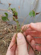 Image of hairy waterclover