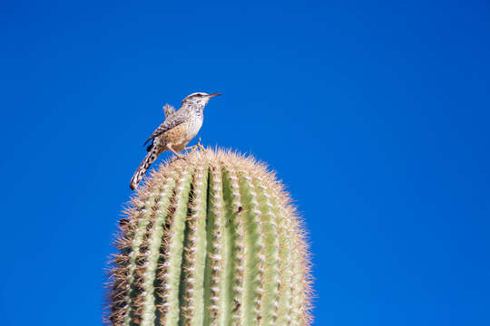 Image of Cactus Wren