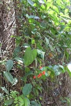 Слика од Clerodendrum splendens G. Don