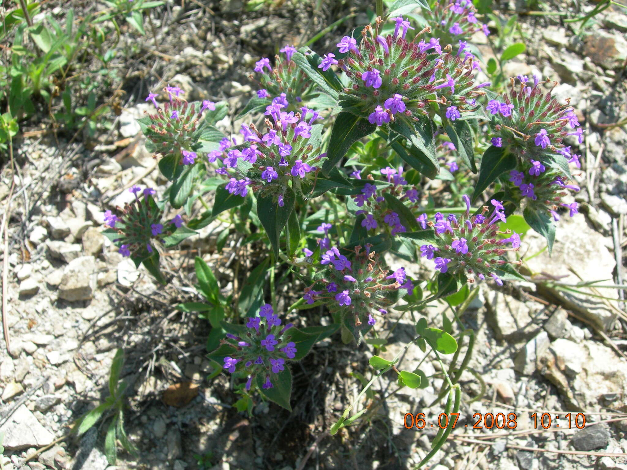 Image of Ziziphora capitata L.