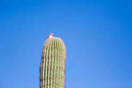 Image of Cactus Wren