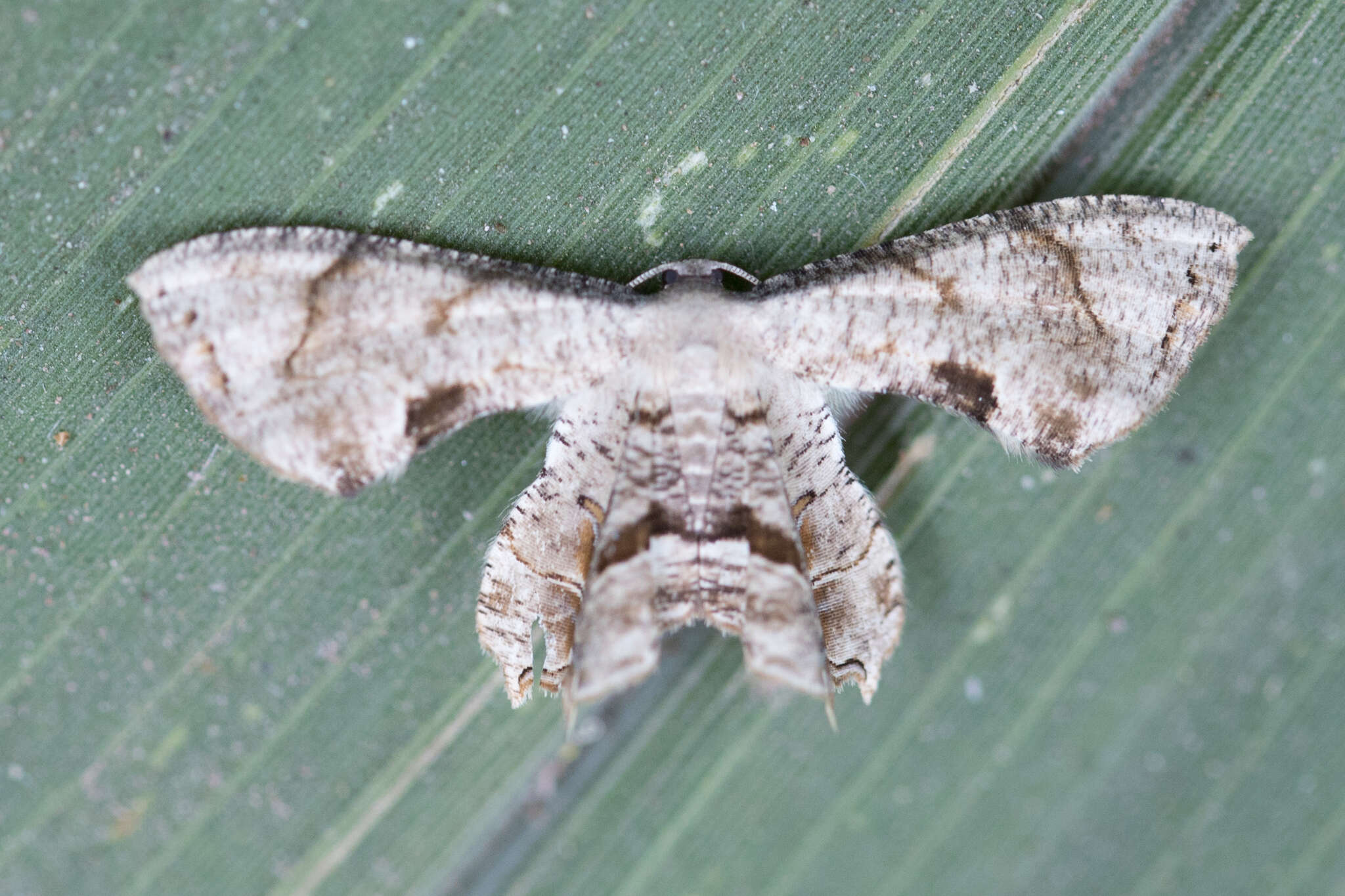 Слика од Epiplema incolorata Guenée 1857