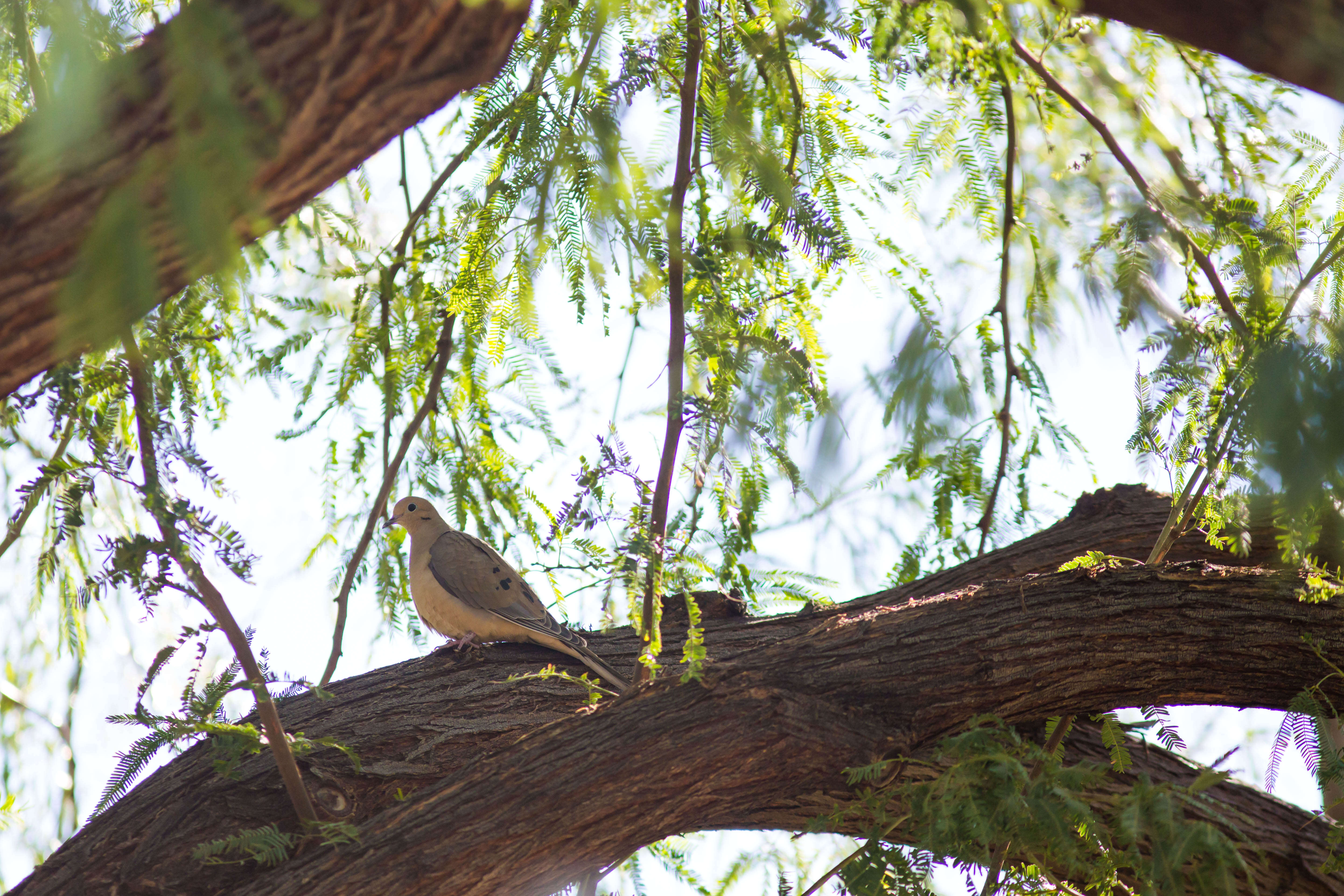 Image of American Mourning Dove