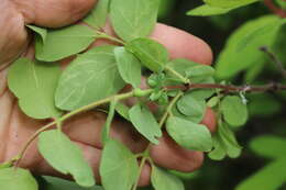 Image de Lonicera caerulea subsp. pallasii (Ledeb.) Browicz