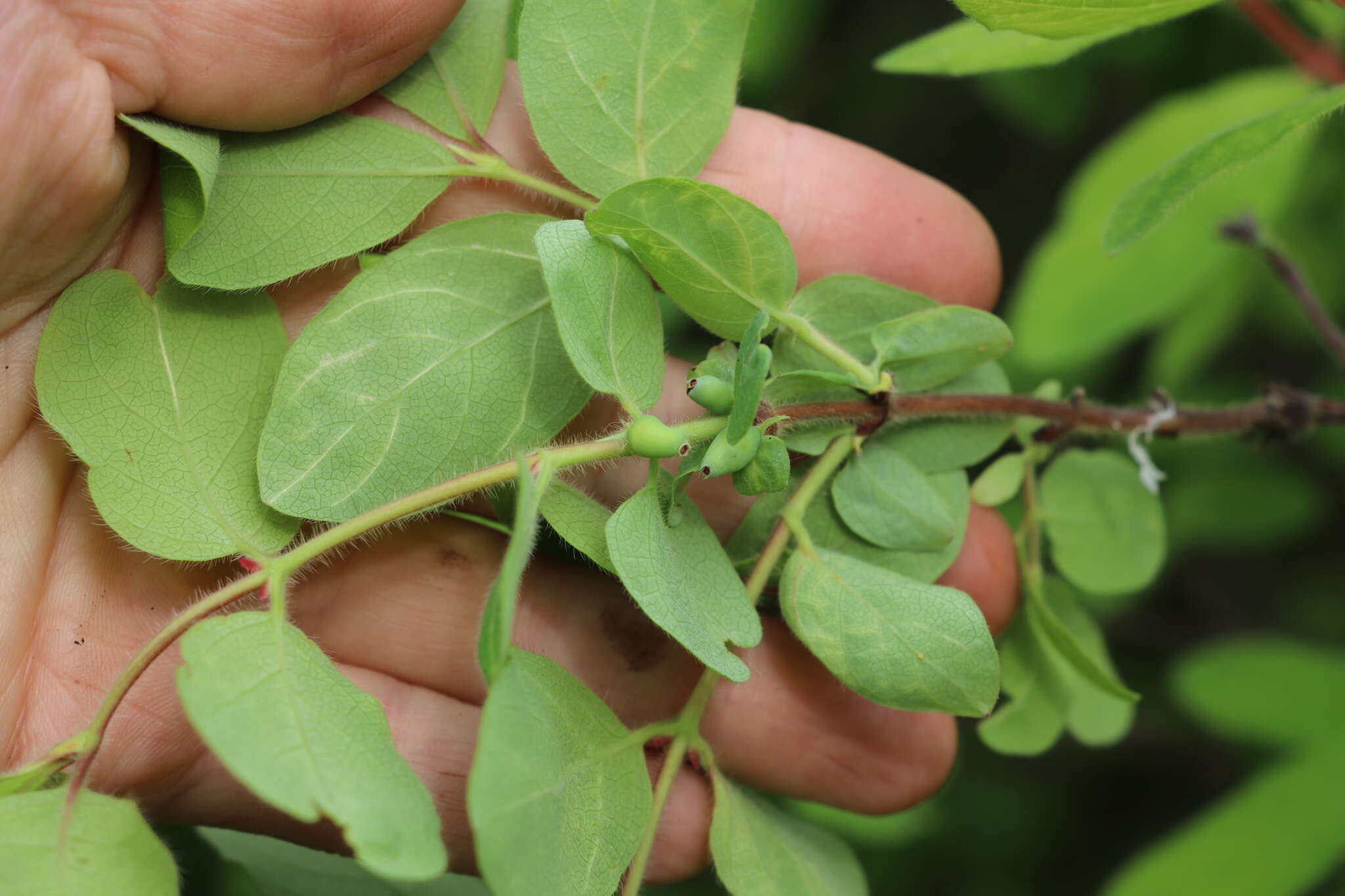 Imagem de Lonicera caerulea subsp. pallasii (Ledeb.) Browicz